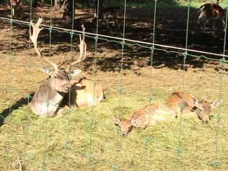 "Mondd, szereted az állatokat?"