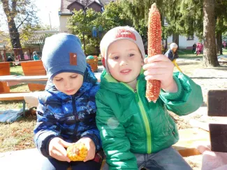 Hagyományőrzés-Kukoricamorzsolás a Százszorszép Óvodában 2019.
