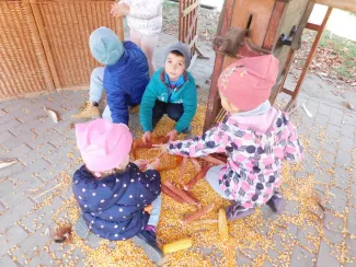Hagyományőrzés-Kukoricamorzsolás a Százszorszép Óvodában 2019.